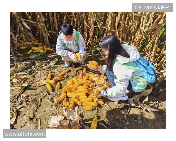 五谷丰登:探索五谷农作物的多样性与现代农业发展之路