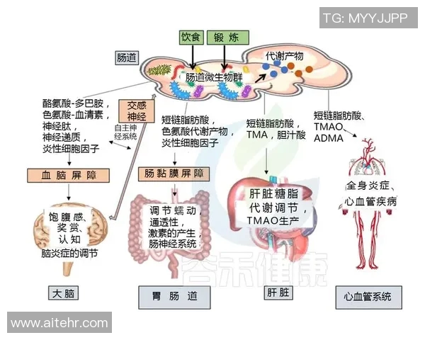 心肺功能对健康的影响及提升方法探析:从基础知识到科学锻炼的全面指导