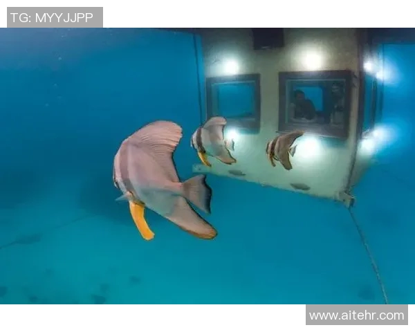 游泳必备配件大全 揭开提升游泳体验的秘密装备